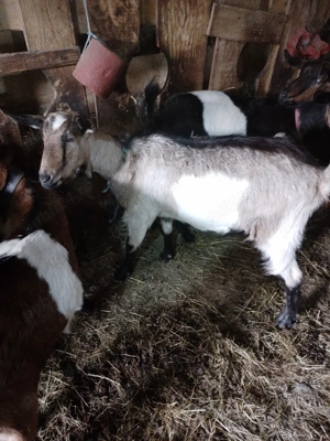 Capra alpina franceza.  - imagine 4