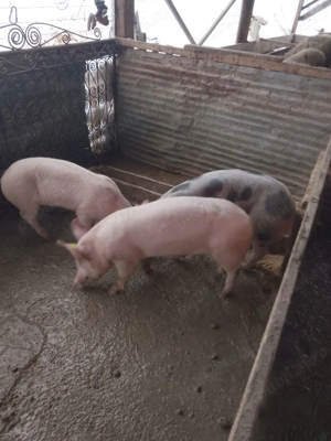 Șoldani de vânzare  - imagine 4