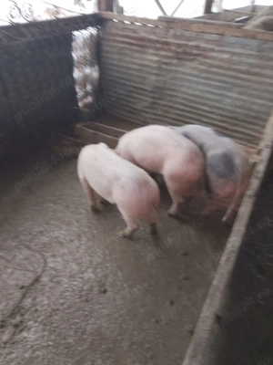 Șoldani de vânzare  - imagine 2