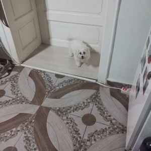 De vinzare bison maltez 1fetită  - imagine 4