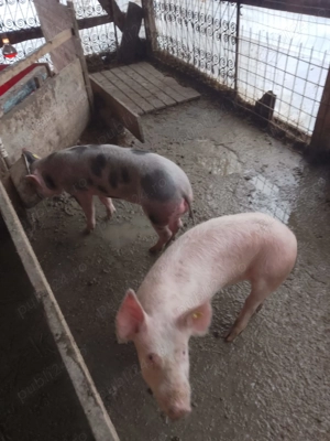 Șoldani de vânzare  - imagine 5