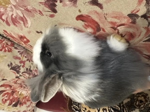 Iepuroaica cap de leu  - imagine 3