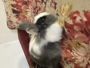 Iepuroaica cap de leu  - imagine 5