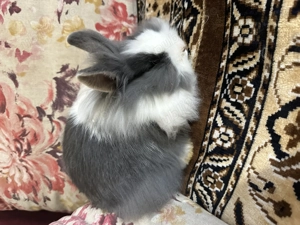 Iepuroaica cap de leu  - imagine 2