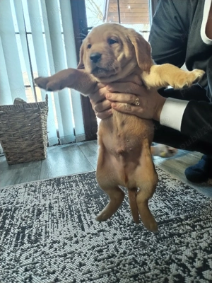 Labradori  - imagine 2