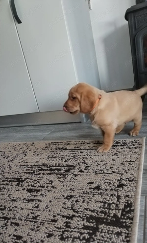 Labradori  - imagine 4