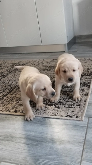 Labradori  - imagine 5