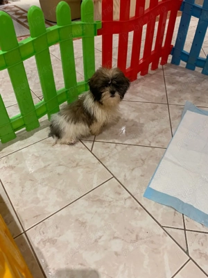 shih tzu fetita si baiat - imagine 4