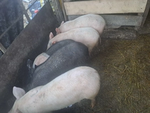 Vând 3 purcelași - imagine 2