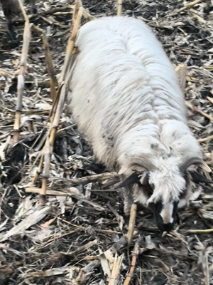 4 mieluțe disponibile  - imagine 2