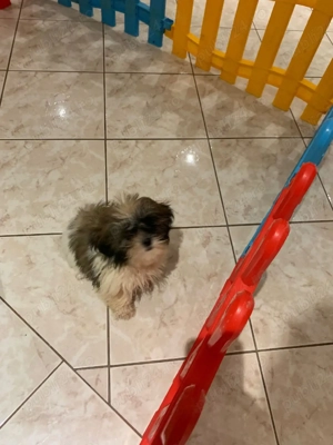 shih tzu fetita si baiat - imagine 3