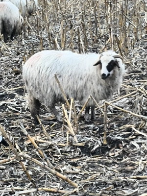 4 mieluțe disponibile 