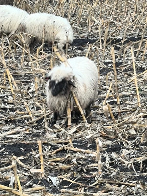 4 mieluțe disponibile  - imagine 4