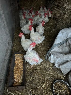 cocosi de vanzare - imagine 2