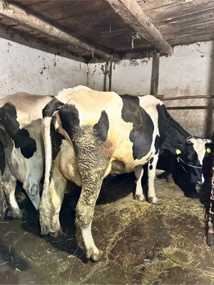 Vand juninca de Holstein - imagine 4