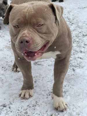 American Bully Pocket - imagine 5