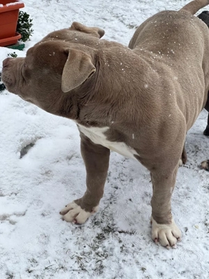 American Bully Pocket - imagine 4