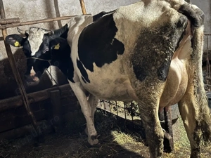 Vand juninca de Holstein