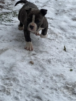 American Bully Pocket - imagine 3