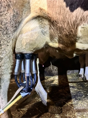 Vand juninca de Holstein - imagine 2