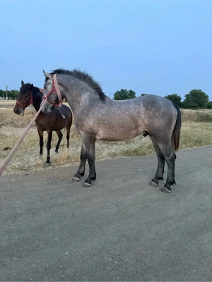 vind sau schimb  - imagine 2