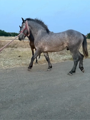 vind sau schimb  - imagine 3