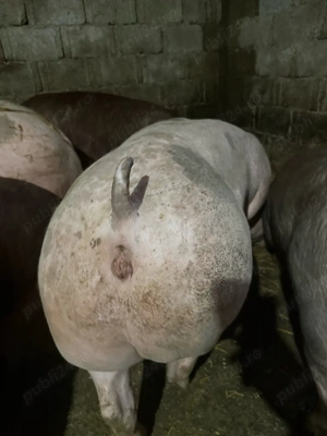 Scrofita de vanzare - imagine 3