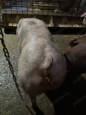 Scrofita de vanzare - imagine 4