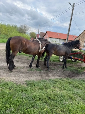 vind iapa sau schimb cu vitei 