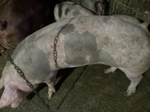 Scrofita de vanzare - imagine 2