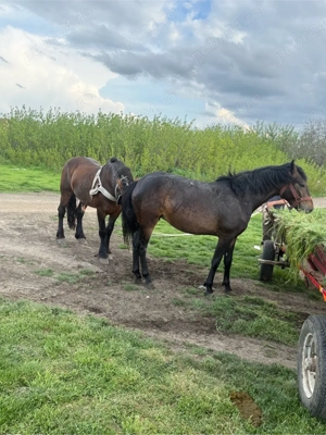 vind iapa sau schimb cu vitei  - imagine 2