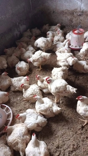 Vând Puii   - imagine 2