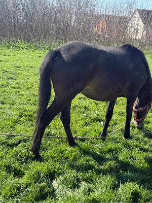 vind iapa de 3 ani  - imagine 3