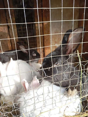 Vând iepuri de rasă  - imagine 3