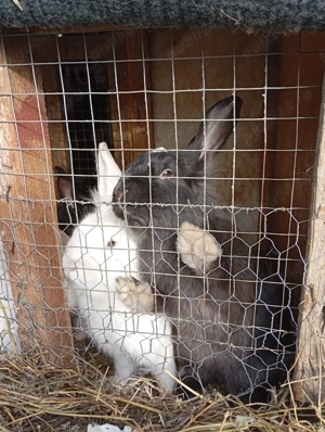 Vând iepuri de rasă  - imagine 2