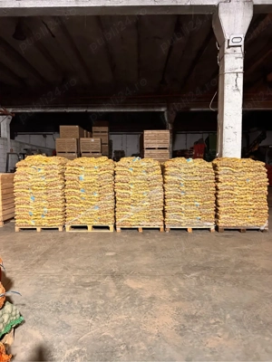 Cartofi de samanta certificata