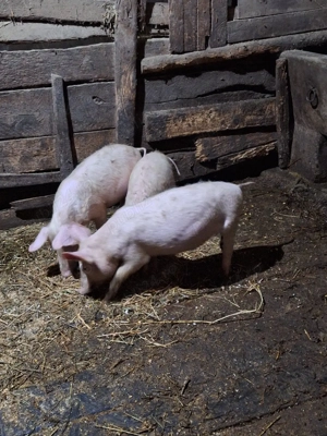 De vanzare  - imagine 2