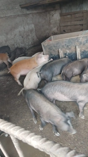 Vand porci!!! - imagine 2