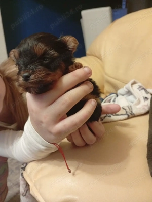 Baietel si fetita  yorkshier terrier mini toy - imagine 4