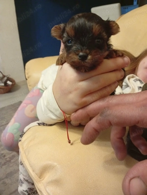 Baietel si fetita  yorkshier terrier mini toy - imagine 5