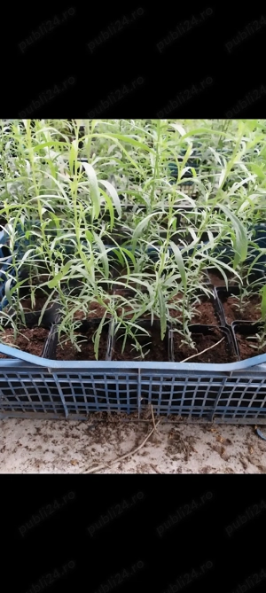 rasad tarhon - imagine 5