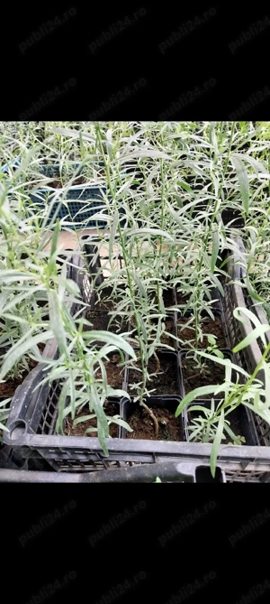 rasad tarhon - imagine 3