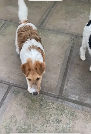 Căței Fox terrier  - imagine 2