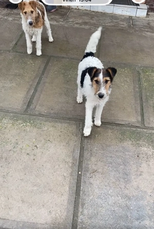 Căței Fox terrier  - imagine 5