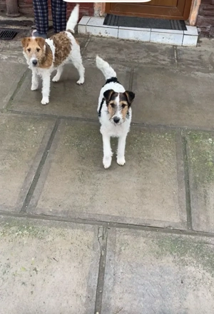 Căței Fox terrier  - imagine 4