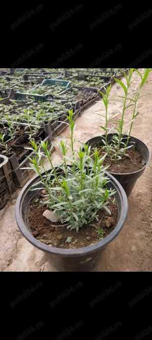 rasad tarhon - imagine 4