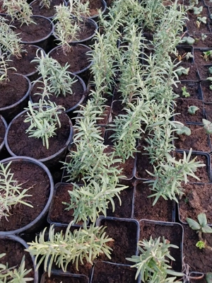 rasad tarhon - imagine 2