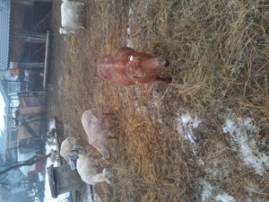 capre tinere gestante 