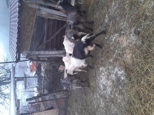 capre tinere gestante  - imagine 2