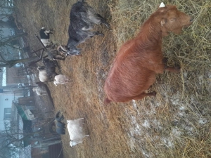 capre tinere gestante  - imagine 3